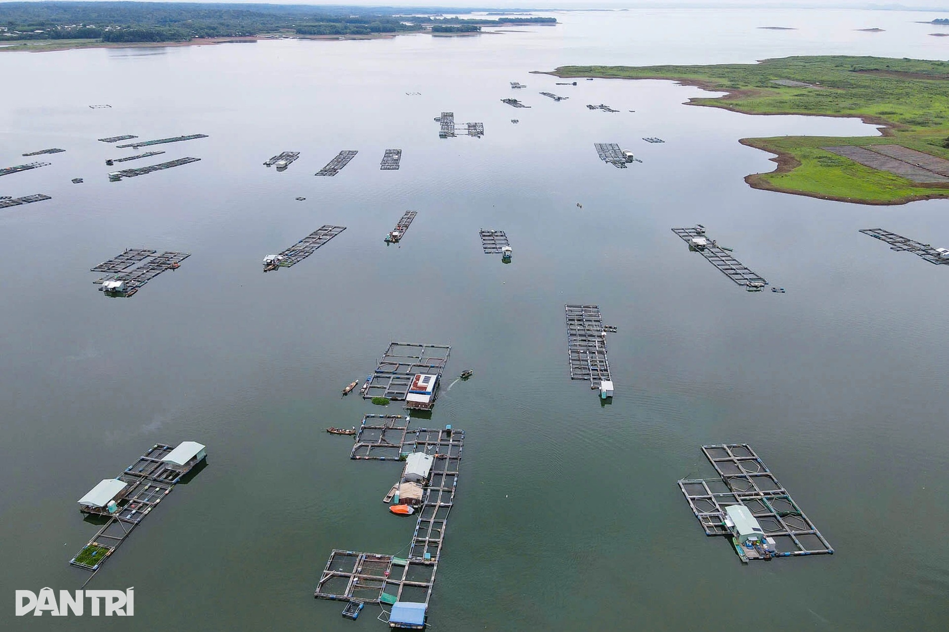 Hundreds of tonnes of farmed fish die in Tri An Lake - 4
