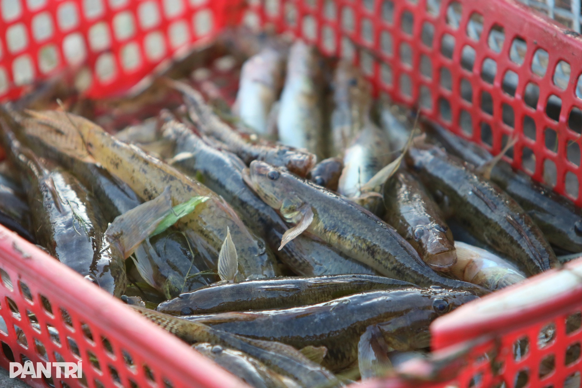 Illegal fishing enclosures spread across Hue lagoon - 7