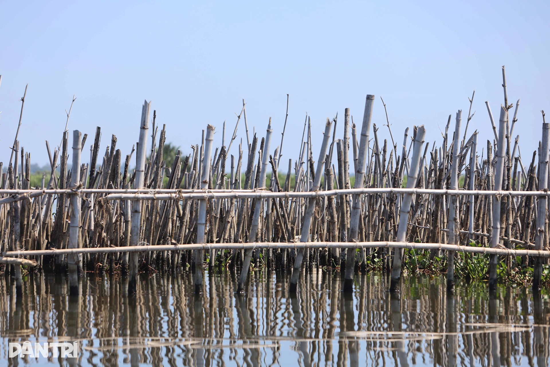 Illegal fishing enclosures spread across Hue lagoon - 4
