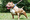 Sao vẫn cho phép nuôi sát thủ máu lạnh pitbull? - 1