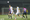 Thủy chiến trên sân Thống Nhất, CLB Hà Nội suýt thất bại trước Sài Gòn FC - 9