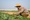 Canh cánh nỗi lo dưa ăn bò, gặm sổ đỏ - 2