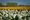 Mãn nhãn cánh đồng hoa tulip đẹp như cổ tích ở ngôi làng cổ 400 tuổi - 12