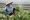 Vẻ đẹp kỳ thú từ những ruộng rau ở Hà Nội - 7