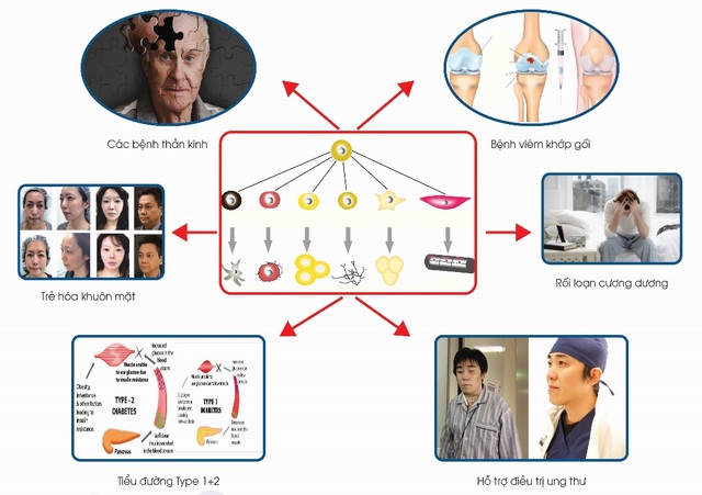 Tọa đàm “Các biện pháp phòng chống Ung thư và bệnh tim mạch – Thành tựu trong Y tế dự phòng Nhật Bản” - 1 Công dụng của tế bào gốc