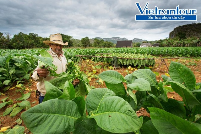 Cuba - Điểm đến mới của giới thượng lưu - 1 Việc thu hoạch lá xì gà ở mỗi cây có thể kéo dài đến cả tháng