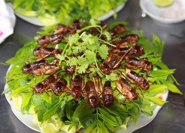 Lên Sơn La, chỉ khách quý mới được chiêu đãi “đại tiệc” côn trùng - 4 Chế biến món ăn từ dế mèn không khó, nhưng luôn đòi hỏi sự tỉ mỉ, cẩn thận