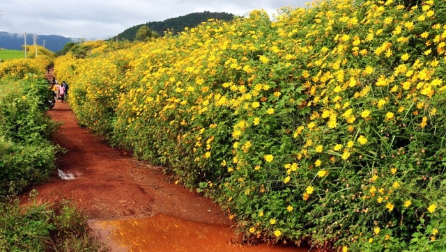Rong ruổi trên những cung đường “săn” hoa dã quỳ Đà Lạt - 1 Không biết tự bao giờ, dã quỳ trở thành loài hoa biểu tượng của thành phố Đà Lạt. (Ảnh: dalattrongtoi)