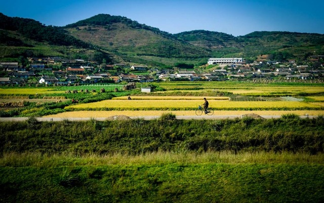Mùa thu thơ mộng ở Triều Tiên qua góc máy du khách Việt - 2 Cảnh đồng lúa yên bình và thơ mộng ở vùng quê.
