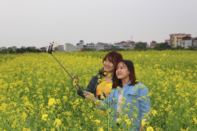 Ngáº©n ngÆ¡ giá»¯a cÃ¡nh Äá»ng cáº£i vÃ ng sÆ°á»i áº¥m trá»i ÄÃ´ng HÃ  Ná»i - 4