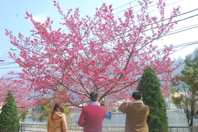 Lên Sa Pa ngắm hoa anh đào Nhật Bản khoe sắc hồng tuyệt đẹp - 6 Lên Sa Pa ngắm hoa anh đào Nhật Bản khoe sắc hồng tuyệt đẹp - 6