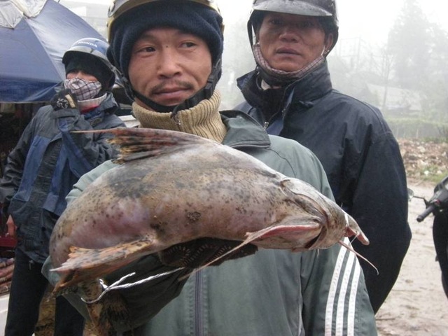 Hai loài cá sông suối cực ngon của vùng núi Lào Cai - 2 Con cá chiên này 3 kg có giá gần 2 triệu đồng