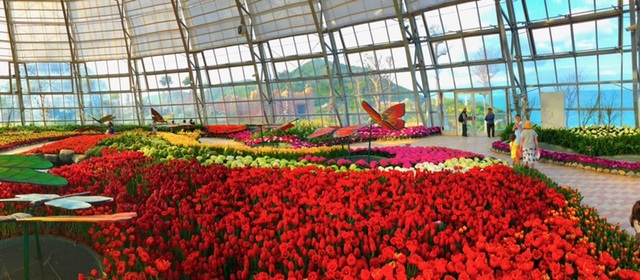 Ra mắt lễ hội Tulip lớn nhất Việt Nam tại Vinpearl Nha Trang - 5 Ra mắt lễ hội Tulip lớn nhất Việt Nam tại Vinpearl Nha Trang - 5