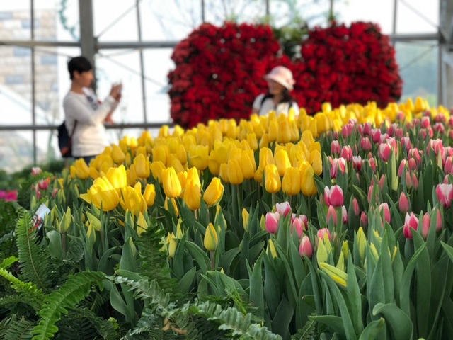 Ra mắt lễ hội Tulip lớn nhất Việt Nam tại Vinpearl Nha Trang - 8 Ra mắt lễ hội Tulip lớn nhất Việt Nam tại Vinpearl Nha Trang - 8
