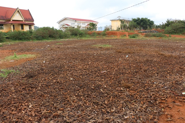 Dân ồ ạt vào rừng đào rễ cây bán cho thương lái Trung Quốc - 2 Rễ cây được phơi rất nhiều tại 1 sân đất ở trung tâm xã Đăk Rong