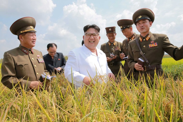 
Nhà lãnh đạo Triều Tiên Kim Jong-un đi thăm một cánh đồng lúa trong một bức ảnh được hãng thông tấn chính thức KCNA công bố. (Ảnh: Reuters)
