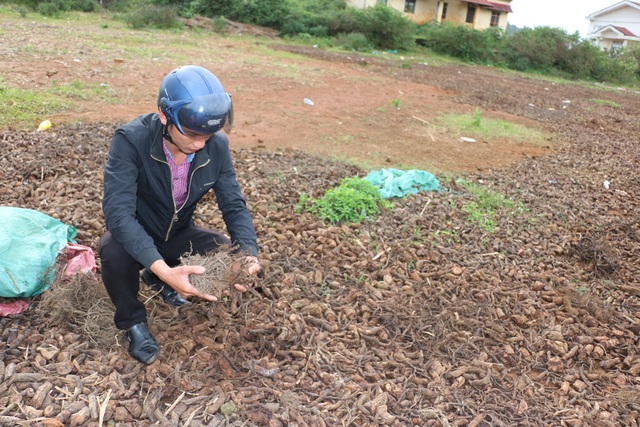 Dân ồ ạt vào rừng đào rễ cây bán cho thương lái Trung Quốc - 1
Rễ cây na đang được thương lái Trung Quốc thu mua nhưng không ai biết để làm gì?