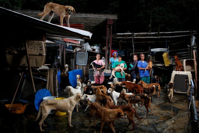 Venezuela "vùng vẫy" trong khủng hoảng đổi tiền - 7
Trong khi nhiều người Venezuela gặp khó khăn trong việc đảm bảo lương thực cho các thành viên trong gia đình thì việc có thêm một miệng ăn cũng là gánh nặng. Vì thế, họ không còn khả năng nuôi các con vật cưng và phải từ bỏ chúng trên phố, trong công viên công cộng hay gửi tới các trung tâm nuôi dưỡng.
