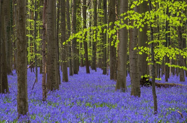 Bỉ: Hoa chuông xanh dại nở rộ vào giữa tháng 4, biến cả khu rừng Hallerbos ở thành phố Halle, Bỉ thành một tấm thảm hoa với màu sắc rực rỡ.