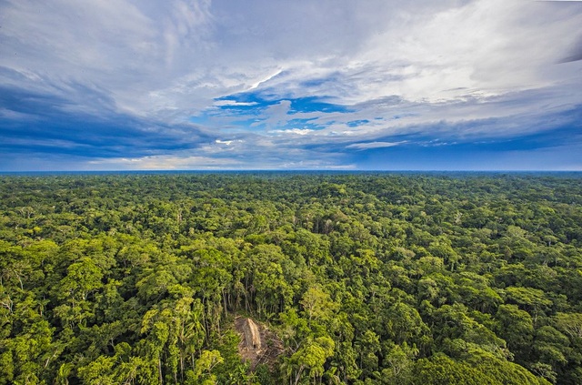 Rừng Amazon có thể đạt đến điểm tới hạn