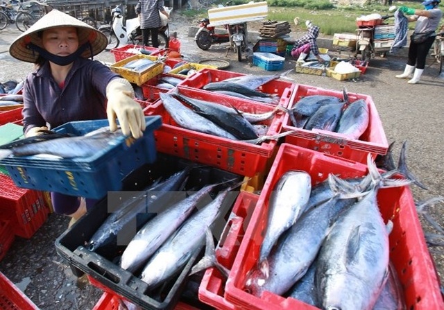 Phó Thủ tướng chỉ đạo “dỡ kho” hải sản tồn, đền bù cho người dân - 1
Sau sự cố ô nhiễm biển miền Trung, hơn 5300 tấn hải sản bị tồn đọng trong các kho lạnh, người dân than trời vì thiệt hại.