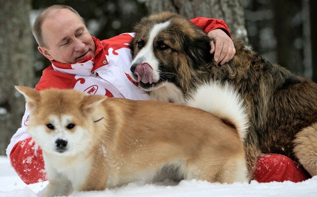 Tổng thống Putin từ chối nhận món quà chó quý của Nhật Bản - 1
(Ảnh minh họa: RIA)