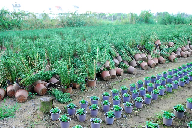 Hoa tết không kết nụ, nông dân xót xa vứt bỏ hàng nghìn chậu - 2 Hoa cúc không kết nụ bỏ ngổn ngang tại vườn.