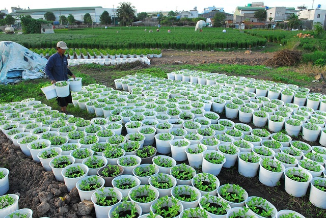 Hoa tết không kết nụ, nông dân xót xa vứt bỏ hàng nghìn chậu - 4 Nông dân trồng hoa chăm sóc phần còn lại để vớt vát lại vốn.