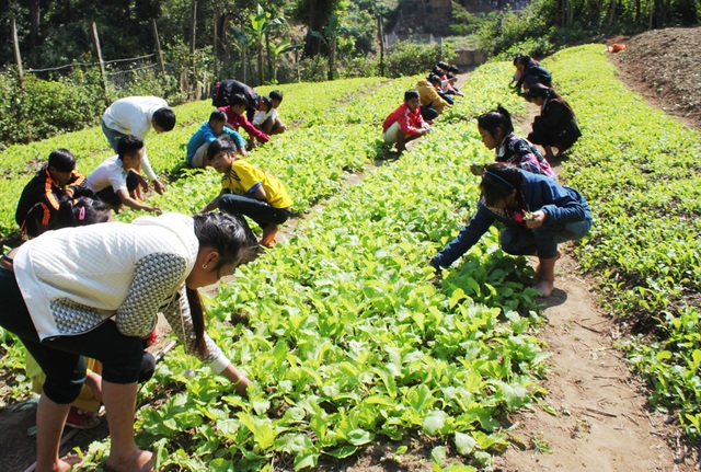 Thầy cô giáo vùng biên trồng rau, nuôi lợn giữ chân học trò - 4 Học sinh Trường PT DTBT THCS Nậm Típ chăm sóc vườn rau sau giờ học.