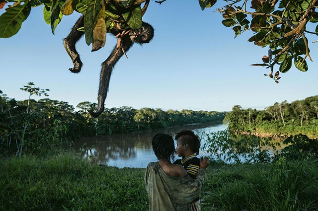 Những bức ảnh ấn tượng nhất 2016 do National Geographic bình chọn - 15 15. Khỉ nhện là con vật yêu thích của nông dân ở Peru.