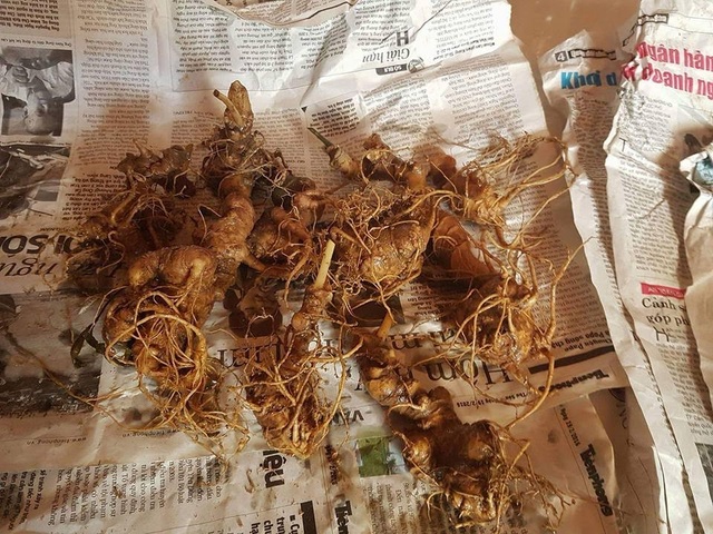 Bí mật đinh sắt chục triệu trong củ sâm Ngọc Linh nặng hơn 1kg - 1
Sâm Ngọc linh trồng thường được làm giả từ tam thất bắc