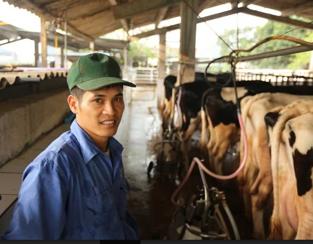 Hiếm có Việt Nam: Thị trấn 600 tỷ phú, lái ôtô dạo thăm bò - 2 Nhờ bò sữa mà các hộ dân nơi đây đổi đời, trở thành tỷ phú với thu nhập trung bình mỗi hộ 35-40 triệu đồng/tháng