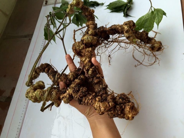 Bí mật đinh sắt chục triệu trong củ sâm Ngọc Linh nặng hơn 1kg - 2
Những củ sâm Ngọc Linh lớn khi bán thường bị ghim đinh bên trong để tăng trọng lượng (ảnh minh họa)