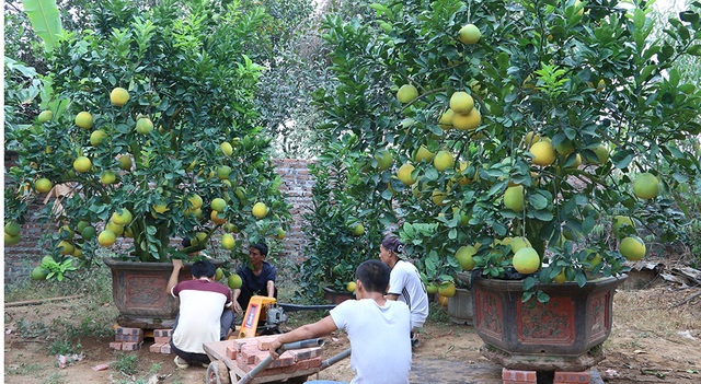 Bưởi cảnh giá hàng chục triệu đồng chuẩn bị đón Tết - 1 Vài năm trở lại đây, ngoài đào quất, nhiều người còn lựa chọn cả bưởi cảnh chơi Tết. Nắm bắt được xu thế, nhiều nhà vườn đã đầu tư làm bưởi cảnh phục vụ thị trường. Trong ảnh là vườn bưởi cảnh ở Tứ Liên (Tây Hồ, Hà Nội), quả đã bắt đầu ngả vàng, vừa đẹp để chuẩn bị vào vụ cận Tết.