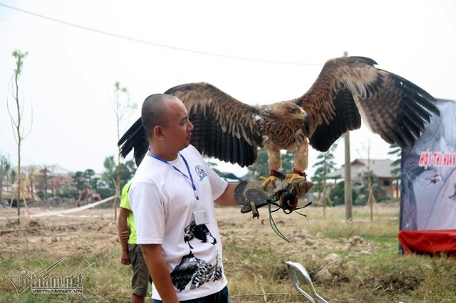 Đại bàng hơn 200 triệu đồng hùng dũng giữa trăm chim săn mồi - 11
Falconner (người huấn luyện chim) dành nhiều tâm huyết cho chim cưng của mình trước cuộc thi