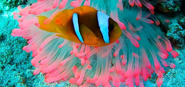 "Finding" the most colorful animal in the world - 11