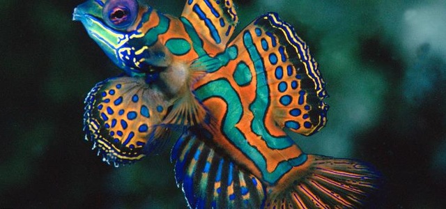 "Finding" the most colorful animal in the world - 12