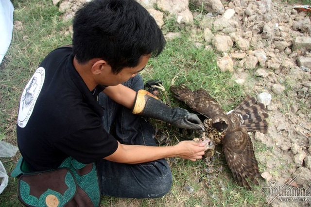 Đại bàng hơn 200 triệu đồng hùng dũng giữa trăm chim săn mồi - 13
Những nhà huấn luyện chim cho biết nếu thả về với tự nhiên, những chú chim này sẽ biết cách tự lập để tồn tại, thậm chí còn điên cuồng hơn các con chim ở ngoài tự nhiên