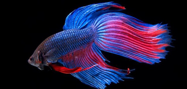 "Finding" the world's most colorful animal - 13