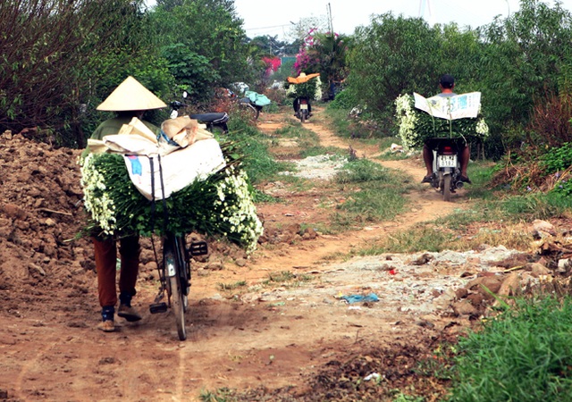 Cúc họa mi được mùa, nông dân Hà Nội thu cả trăm triệu - 14 Hoa cắt từ vườn được bó gọn gàng, theo chân những chiếc xe đạp tràn về phố.