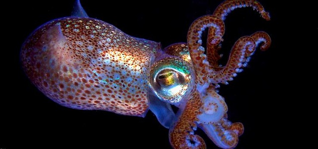 "Finding" the world's most colorful animal - 14