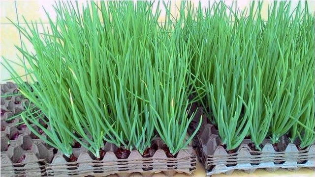 Vườn rau sạch trong ống bơ, chai lọ, lốp xe... đẹp hiếm thấy - 17
Những khuôn nhựa để trứng...