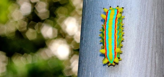 "Finding" the most colorful animal in the world - 17