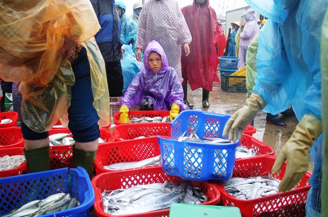 Nhiều nơi đã có mưa to do ảnh hưởng áp thấp nhiệt đới - 5 Nhiều tàu cá vào bờ bán cá sớm tránh áp thấp nhiệt đới có thể thành bão
