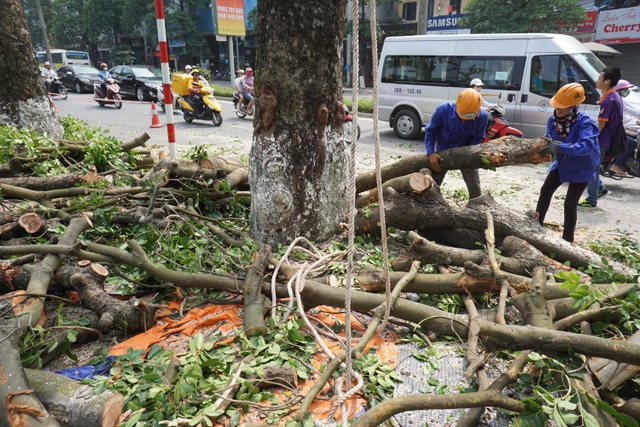 Hà Nội tiếp tục dịch chuyển 106 cây cổ thụ trên đường Kim Mã - 3
Sau khi cắt tỉa hết cành lá, đơn vị thi công sẽ cho đánh chuyển gốc cây về vươn ươm ở tỉnh Hưng Yên.
Trao đổi với phóng viên Dân trí, đại diện Ban Quản lý đường sắt đô thị Hà Nội cho biết, đến nay chưa thực hiện công tác dịch chuyển cây xanh. “Nếu mọi việc thuận lợi thời gian dịch chuyển hàng cây trên đường Kim Mã mất khoảng 2 tháng”, ông Tạ Văn Lương – cán bộ Ban Quản lý đường sắt đô thị Hà Nội nói.