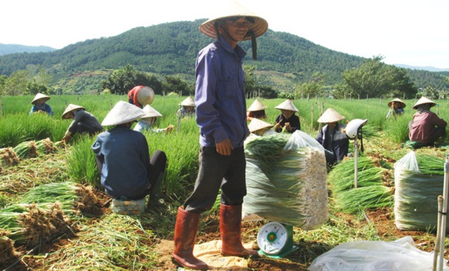 Rau Đà Lạt tăng giá, cháy hàng - 3 Rau Đà Lạt tăng giá, cháy hàng - 3