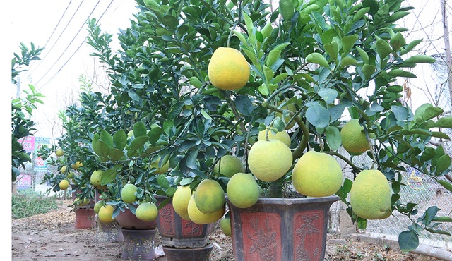 Bưởi cảnh giá hàng chục triệu đồng chuẩn bị đón Tết - 2
Bưởi cảnh được trồng từ gốc tự nhiên nhưng phải trải qua quá trình chăm sóc, tạo kiểu rất công phu để cho ra cây có thế đẹp, nhiều quả. Đặc biệt, quả bưởi phải đảm bảo chín đẹp đúng vào dịp Tết.