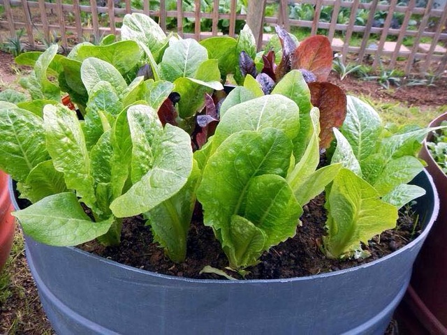 Vườn rau sạch trong ống bơ, chai lọ, lốp xe... đẹp hiếm thấy - 20
... và chậu nhựa đều xanh non mơn mởn