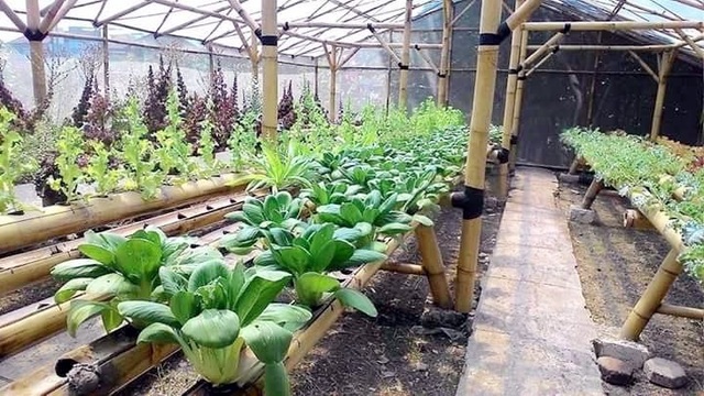 Vườn rau sạch trong ống bơ, chai lọ, lốp xe... đẹp hiếm thấy - 21 Vườn rau sạch trong ống bơ, chai lọ, lốp xe... đẹp hiếm thấy - 21