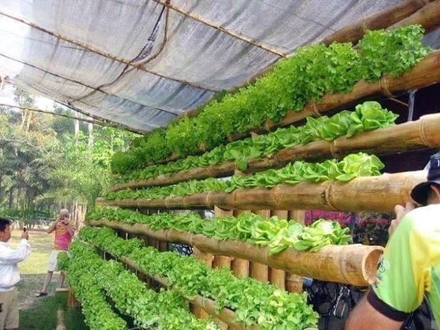 Vườn rau sạch trong ống bơ, chai lọ, lốp xe... đẹp hiếm thấy - 22
Những cây tre cũng được dùng làm chỗ chứa đất trồng rau
